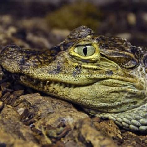 Broad Snouted Caiman Crocodiles Of The World