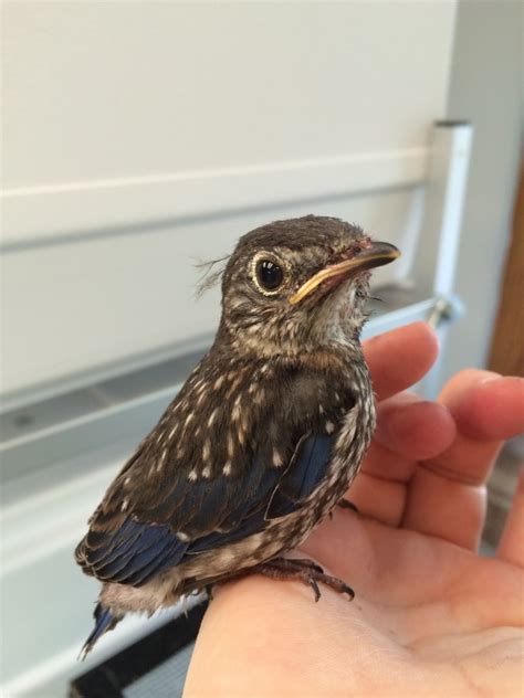 It is important to clean your little bird to get off caked on bird formula. Baby Bird Care | The Wildlife Center of Virginia