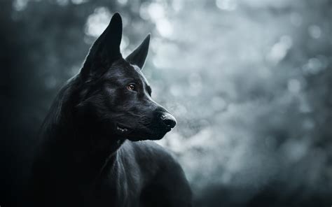 Black Dog Hd Wallpapers Wallpaper Cave