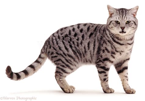 Silver Tabby Cat Standing Photo Wp04760