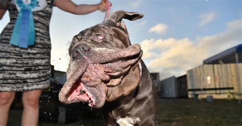 Worlds Ugliest Dog Contest 2017 Neapolitan Mastiff
