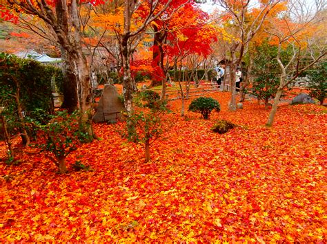 京都の紅葉を一番良い時期に、良い場所で見るための34個のまとめ Find Travel