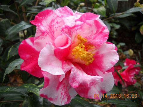 Camellia Reticulata Hybrid Frank Houser Variegated From My Garden
