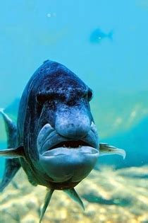 Check spelling or type a new query. This fish looks like a grumpy old man - Meme Guy