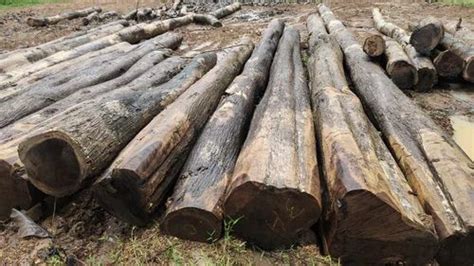 Nilambur Teak Timber Log At Rs 1800cubic Feet Timber Logs In Kozhikode Id 26541622348