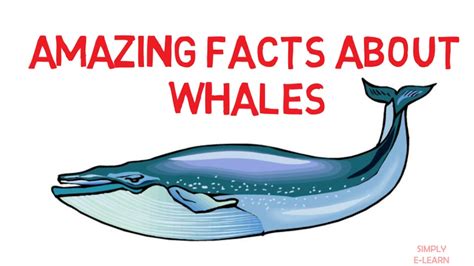 Whale Facts For Kids General Knowledge For Kids Facts About Whale