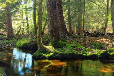 Free Images Tree Creek Swamp Wilderness Hiking Leaf River Moss