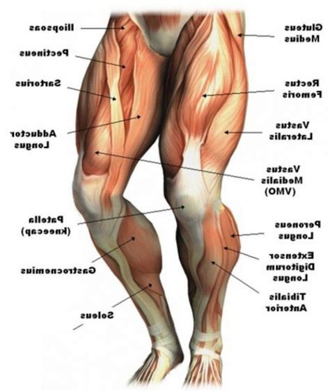 The human leg, in the general word sense, is the entire lower limb of the human body, including the foot, thigh and even the hip or gluteal region. muscle-leg-diagram-human-leg-muscle-diagram-human-anatomy ...
