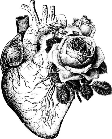 Anatomical Heart Tattoo Drawings In 2020 Ink Illustrations Anatomical