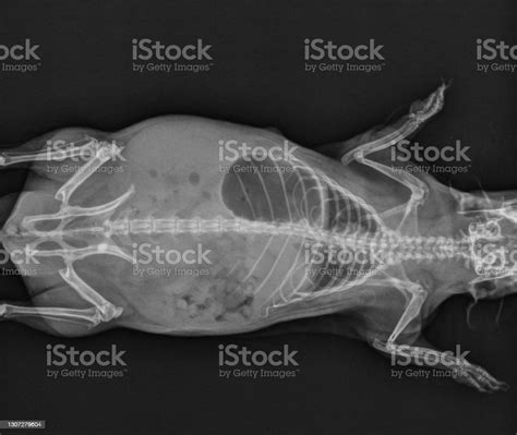 Guinea Pig X Ray Abdomen And Thorax Radiograph Stock Photo Download