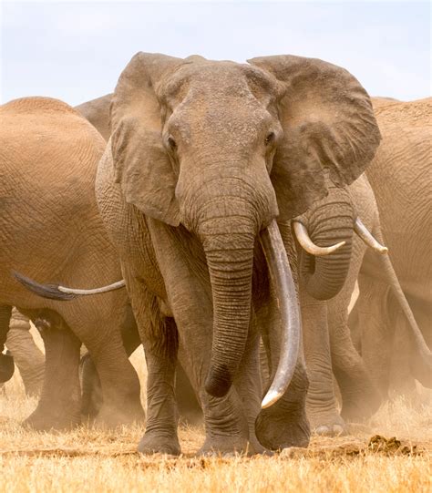 Africas Big Tuskers Africa Geographic