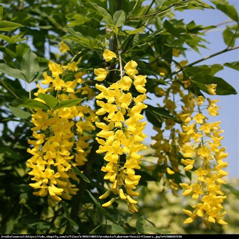 Złotokap Waterea Vossii Laburnum X Watereri Vossi