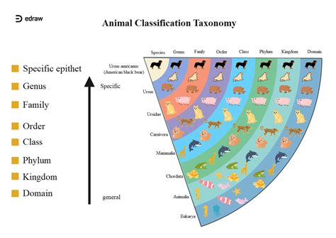 Animal Classification Taxonomy Edrawmax Editable Template Animal