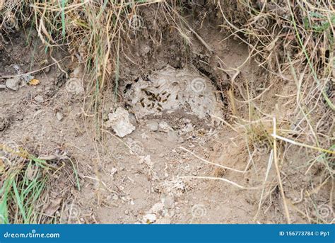 Wasp Nest Bees In Ground Soil Underground Hole Stock Photo Image Of
