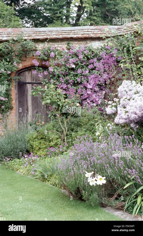 Mauve Lavender And Phlox In Border In A Walled Country Garden With