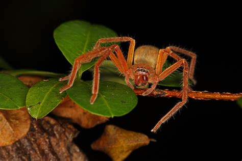 Puerto Rico Wildlife Alfredo Colón Olios Bicolor Spider