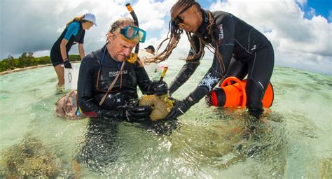 We Must Not Delay Action To Save The Great Barrier Reef Great Barrier