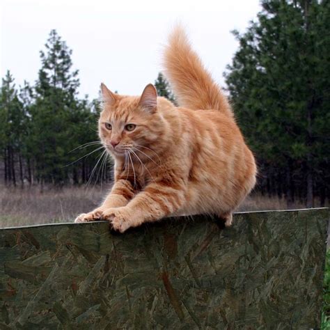 The Maaaaa Of Pricilla Farm Cat Friday Sherpa Practices For The