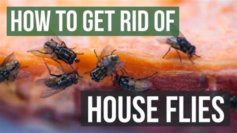 10 Tricks To Get Rid Of Houseflies In Your Home