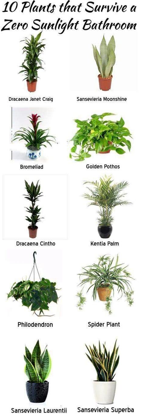 Best Office Plant No Sunlight Plants Bathroom Plants