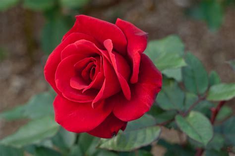 Bloom Of The Week Red Rose Darby Creek Trading