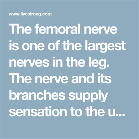 The Femoral Nerve Is One Of The Largest Nerves In The Leg The Nerve