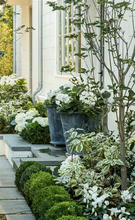 Flowering hedges can be a particularly attractive garden feature, browse our complete list of flowering hedge species. Galvanized Planters | Boxwood landscaping, Beautiful ...