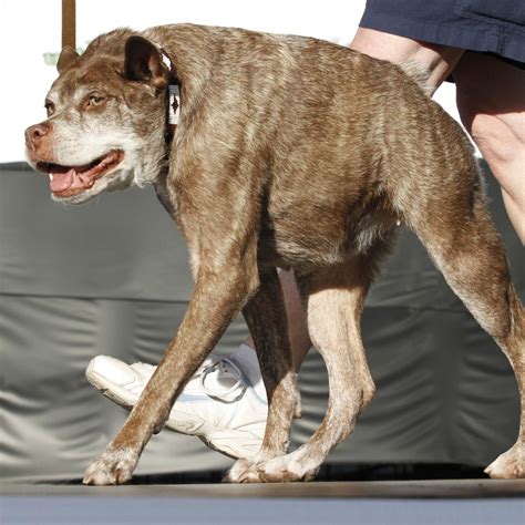 Worlds Ugliest Dog 2015 Winner Photos And Reaction Bleacher Report