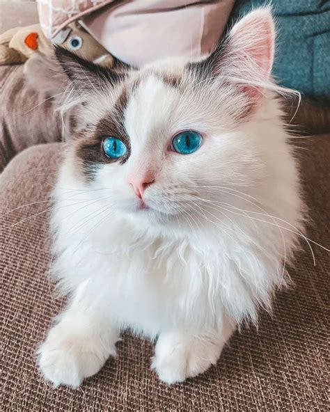 The Enigmatic Allure Of Blue Eyes In Ragdoll Cats Catmags Com