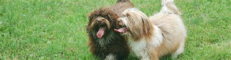 Come visit us in huntington ny today. Akc Chocolate Puppies Located in Maine, Havanese Dogs ...