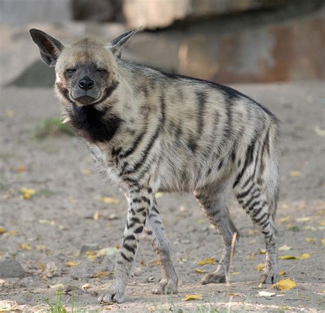 Striped Hyena Facts Habitat And Pictures