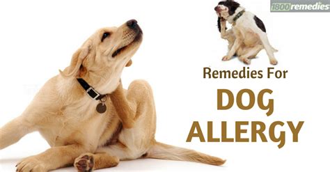 The Steps To Use Dog Allergy Remedies At Home Are Very Simple After