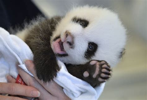 The Atlanta Zoos Baby Panda Cub Just Wants To Say Hey Photos