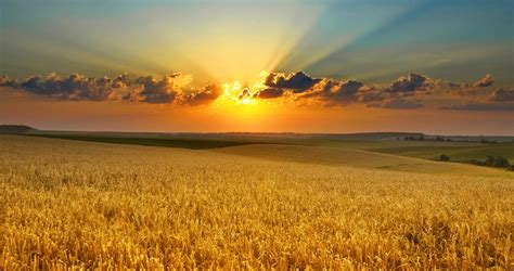 Vida En La Tierra Cereales El Trigo