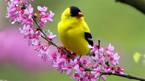 Yellow Black Bird Is Sitting On Flowers Stalk In Green Blur Background
