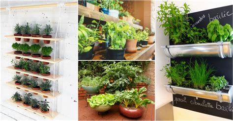Root vegetables like carrots, radishes, and beets might also work if your site gets at least 4 hours of direct sunlight a day. Grow Your Own Food With Indoor Vegetable Garden