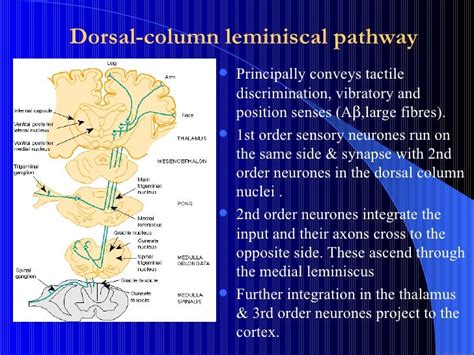 Dorsal Column Pathway