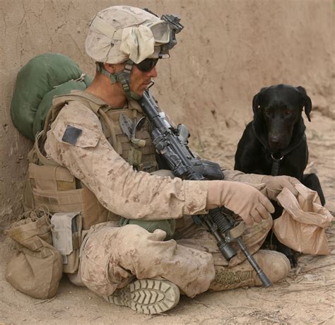 Free Images Person Dog Canine Military Love Portrait Soldier