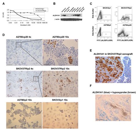 Aldh1a1 Expression In Ovarian Cancer Cell Lines A As Measured With The