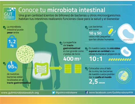 Infografía Sobre La Microbiota Intestinal 4to Simposio Internacional
