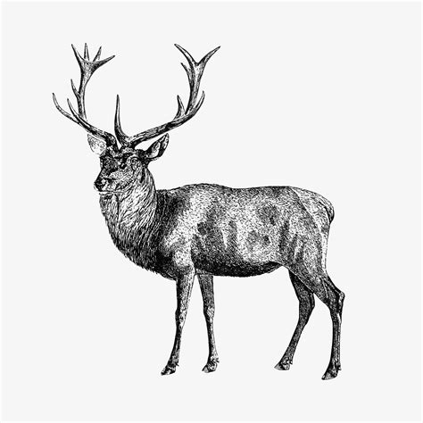 Red Deer Shade Drawing Download Free Vectors Clipart Graphics