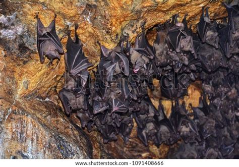Sleeping Bats Hanging Upsidedown Cave Stock Photo Edit Now 1091408666
