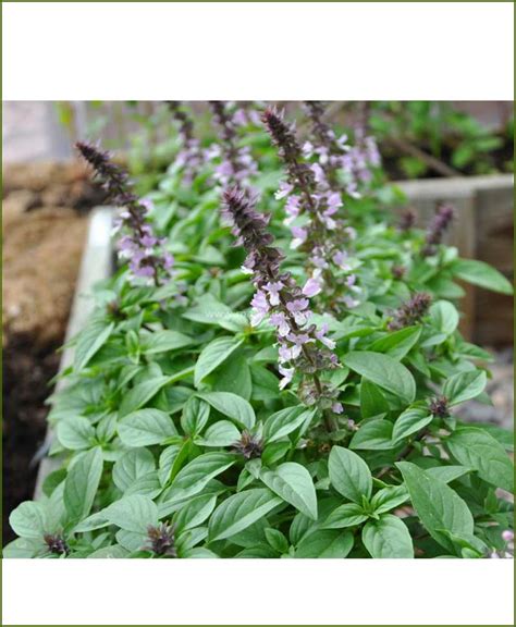 18 Types Of Basil Tulsi The Herb Is Loved All Over The World