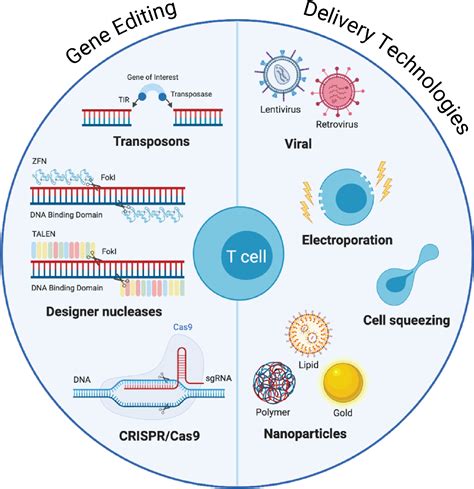 Delivery Technologies For T Cell Gene Editing Applications In Cancer
