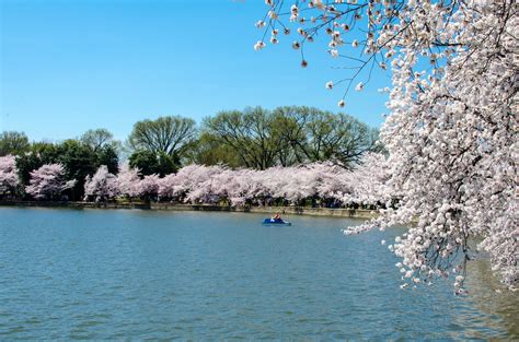 Peak Bloom Cherry Blossoms 2014 M01229 Flickr