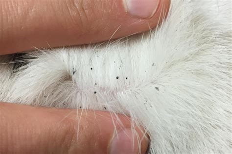 How To Check Your Cat For Fleas And Get Rid Of Them Munchkin Kitten Store