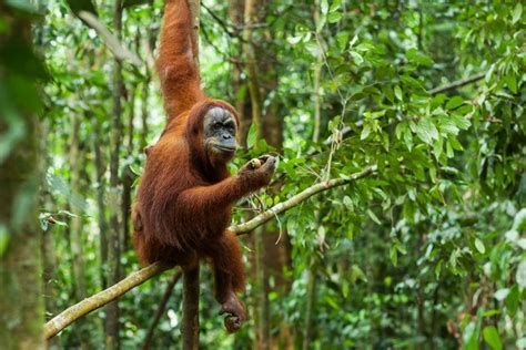 Meet The Planets 25 Most Endangered Primates Gunung Leuser National
