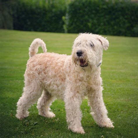 soft coated wheaten terrier | Soft coated wheaten terrier, Wheaten
