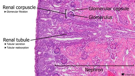 Histology Of The Renal Cortex Dissection Renal Kidney
