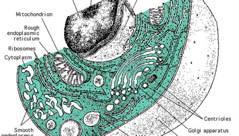 Maybe you would like to learn more about one of these? The Structure of a Eukaryotic Cell | Sciencing
